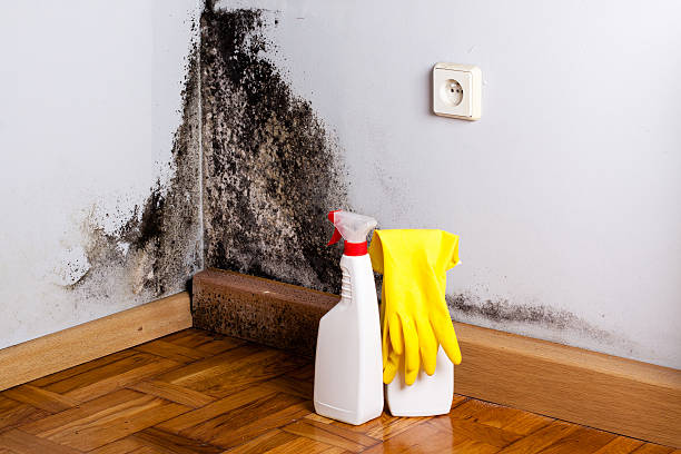 Mold Odor Removal Services in Independence, OR